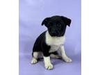 Adopt Seal a Australian Shepherd, Mixed Breed