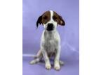 Adopt Dallas a Foxhound, Mixed Breed