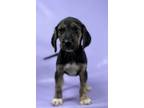 Adopt Fritz a Beagle, Boxer