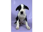 Adopt Oscar a Labrador Retriever, Mixed Breed
