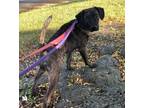 Adopt Dannon a Foxhound, Mixed Breed