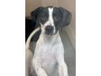 Adopt Forrest a Beagle, Labrador Retriever