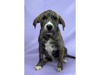 Adopt Claude a Labrador Retriever, Mixed Breed