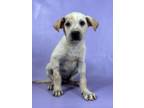 Adopt Joshua a Labrador Retriever, Mixed Breed