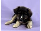 Adopt Skunk a Australian Shepherd, Mixed Breed