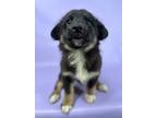Adopt Snake a Australian Shepherd, Mixed Breed