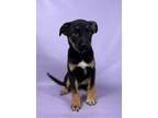 Adopt Snail a Australian Shepherd, Mixed Breed