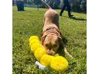 Adopt Porkchop a Pit Bull Terrier