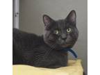Adopt Bane a Russian Blue
