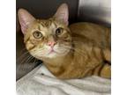 Adopt Magikarp a Domestic Short Hair