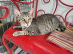 Adopt Cody a Domestic Short Hair