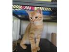 Adopt Simba a Domestic Short Hair