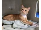 Adopt Sparky a Domestic Short Hair
