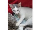 Adopt Jasper a Domestic Short Hair