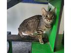 Adopt Bruno a Domestic Short Hair
