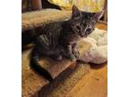 Adopt Fifty-two a Domestic Short Hair