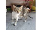 Adopt Frankie a Domestic Short Hair
