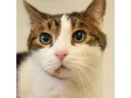 Adopt Sam a Domestic Short Hair