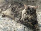 Maine Coon Kitten