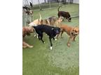 Adopt Midnight Skye a Rottweiler, Pit Bull Terrier