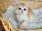 Golden Chinchilla British Shorthair Kitten