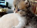 Purebred Persians
