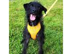 Adopt Cain a Terrier
