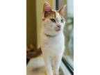 Adopt Mystery a Domestic Short Hair