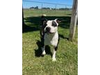 Adopt Bubba a Boston Terrier
