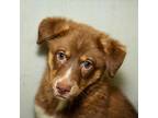 Adopt Karson a Australian Shepherd