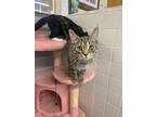 Adopt Tink a Domestic Short Hair