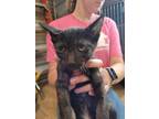 Adopt Hermes a Domestic Short Hair