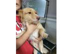 Adopt Skip a Terrier