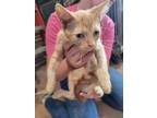 Adopt Poseidon a Domestic Short Hair