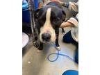 Adopt Salvador a Pit Bull Terrier