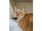 Adopt Simon a Domestic Short Hair