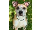 Adopt Quentin a Catahoula Leopard Dog, Boxer