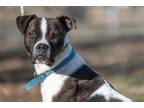 Adopt Seeley a Boxer