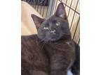 Adopt Parmesan a Domestic Short Hair