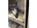 Adopt Hemi a Domestic Short Hair