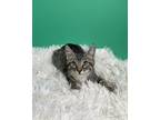 Adopt Goofy a Domestic Short Hair
