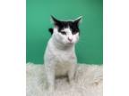 Adopt Widget a Domestic Medium Hair, Domestic Short Hair