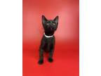 Adopt Alfred a Domestic Short Hair