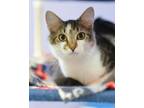 Adopt Dottie a Domestic Medium Hair, Domestic Short Hair