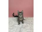 Adopt Bush a Domestic Short Hair