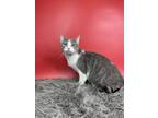 Adopt Onion a Domestic Short Hair