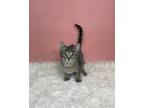 Adopt Chai a Domestic Short Hair