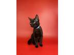 Adopt Dallas a Domestic Short Hair