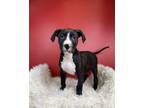 Adopt Porter a Pit Bull Terrier, Mixed Breed