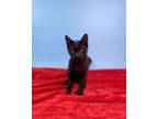 Adopt Hansel a Domestic Short Hair